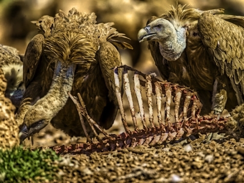 Apple is picking at Intel's modem corpse