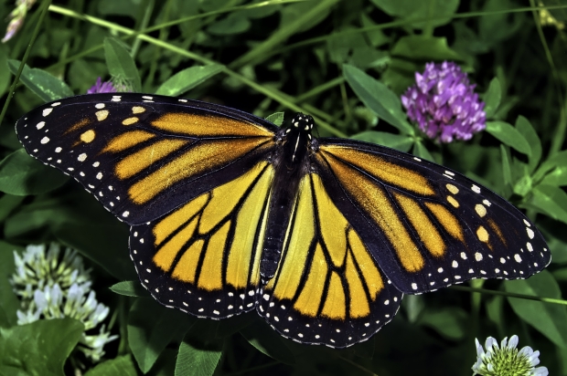 Apple kills butterfly with scissors